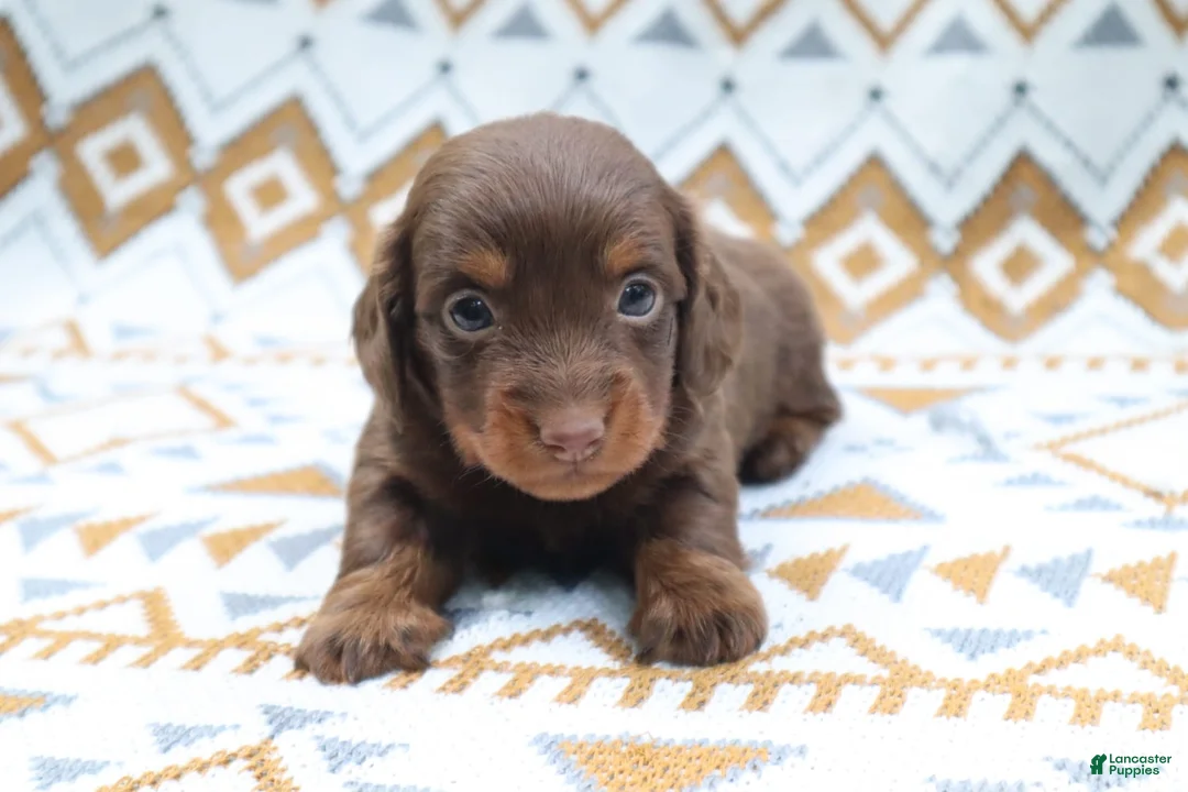 Miniature Dachshund dogs for sale: Poncho - Ad 1