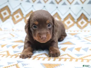 Miniature Dachshund dogs Poncho - Ad 15