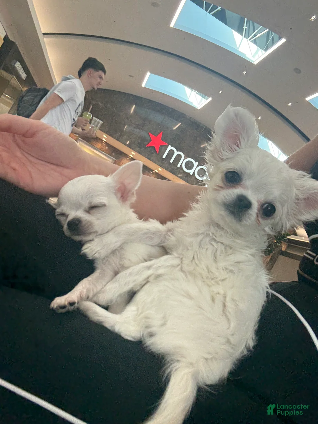 Chihuahua dogs for sale:  Puppy 2 - Ad 2