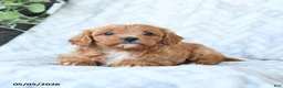 Cavapoo dogs for sale: Bella   - Ad 3