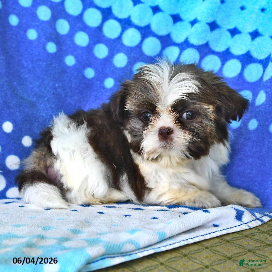 Shih Tzu dogs Lorraine - Ad 2