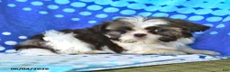 Shih Tzu dogs for sale: Lorraine - Ad 2
