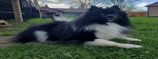 Buddy