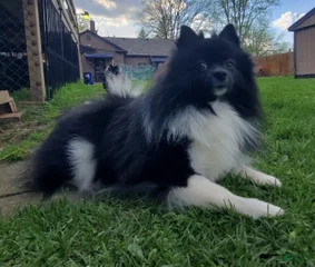 Buddy