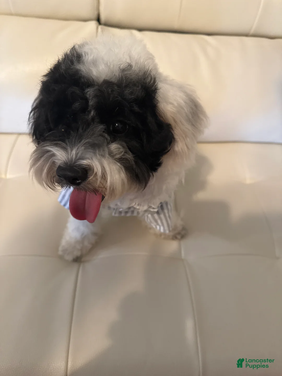 Maltipoo dogs for sale: Archie - Ad 2