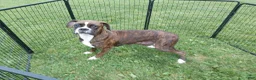 Boxer dogs for sale: Molly - Ad 5