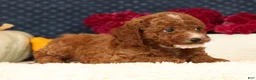 Cavapoo dogs for sale: Sawyer - Ad 5