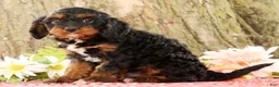 Cavapoo dogs for sale: Jasper - Ad 5