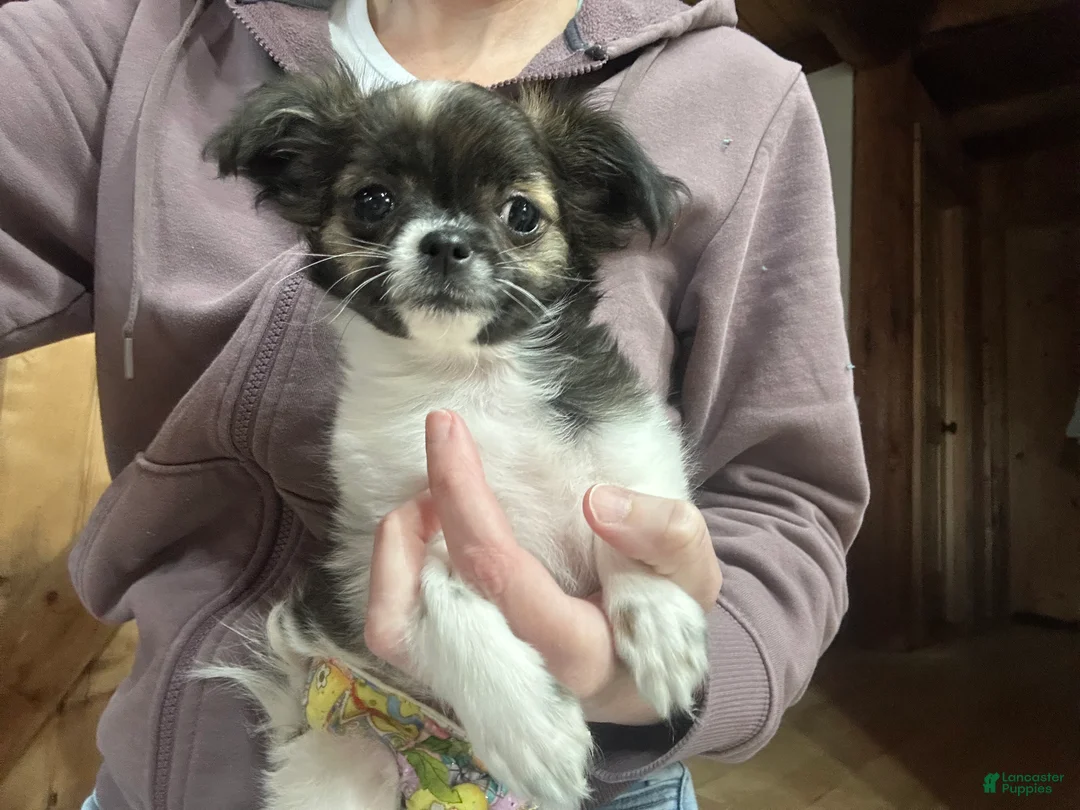 Chihuahua dogs for sale: Chihuahua Puppy 2 - Ad 1