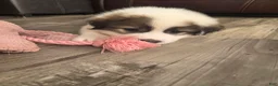 Great Pyrenees dogs for sale: Robin - Ad 3