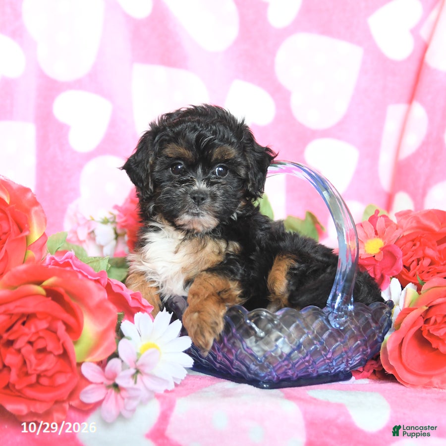 Shihpoo dogs for sale: Cupcake - Ad 1