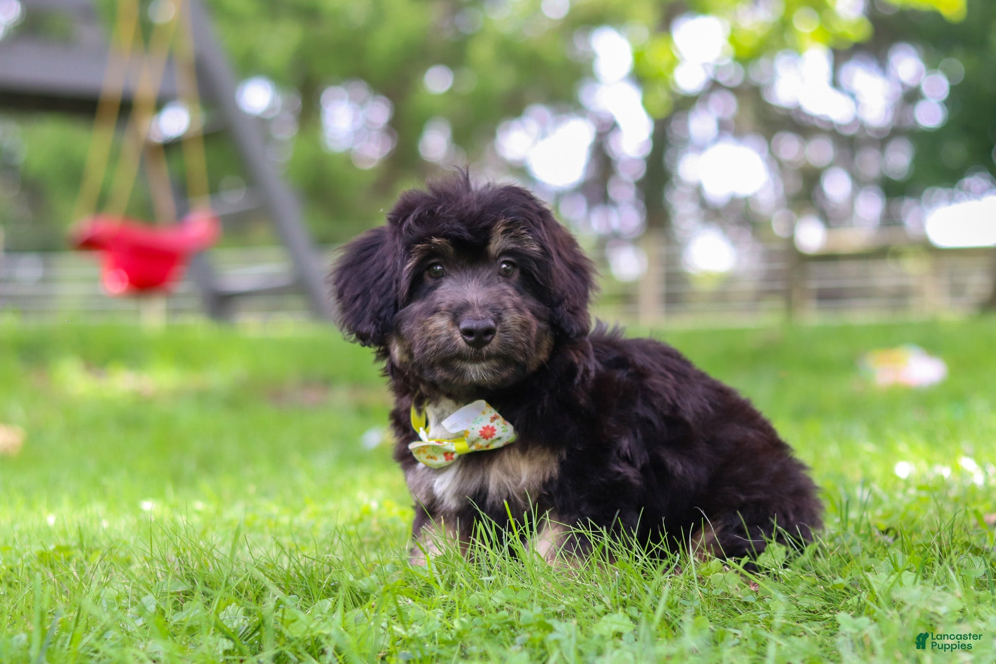Mini Aussiedoodle dogs Austin - Ad 1