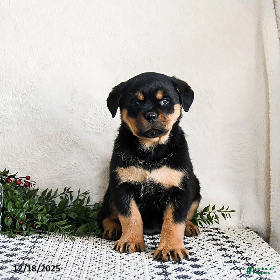 Rottweiler dogs for sale: Gigi - Ad 3
