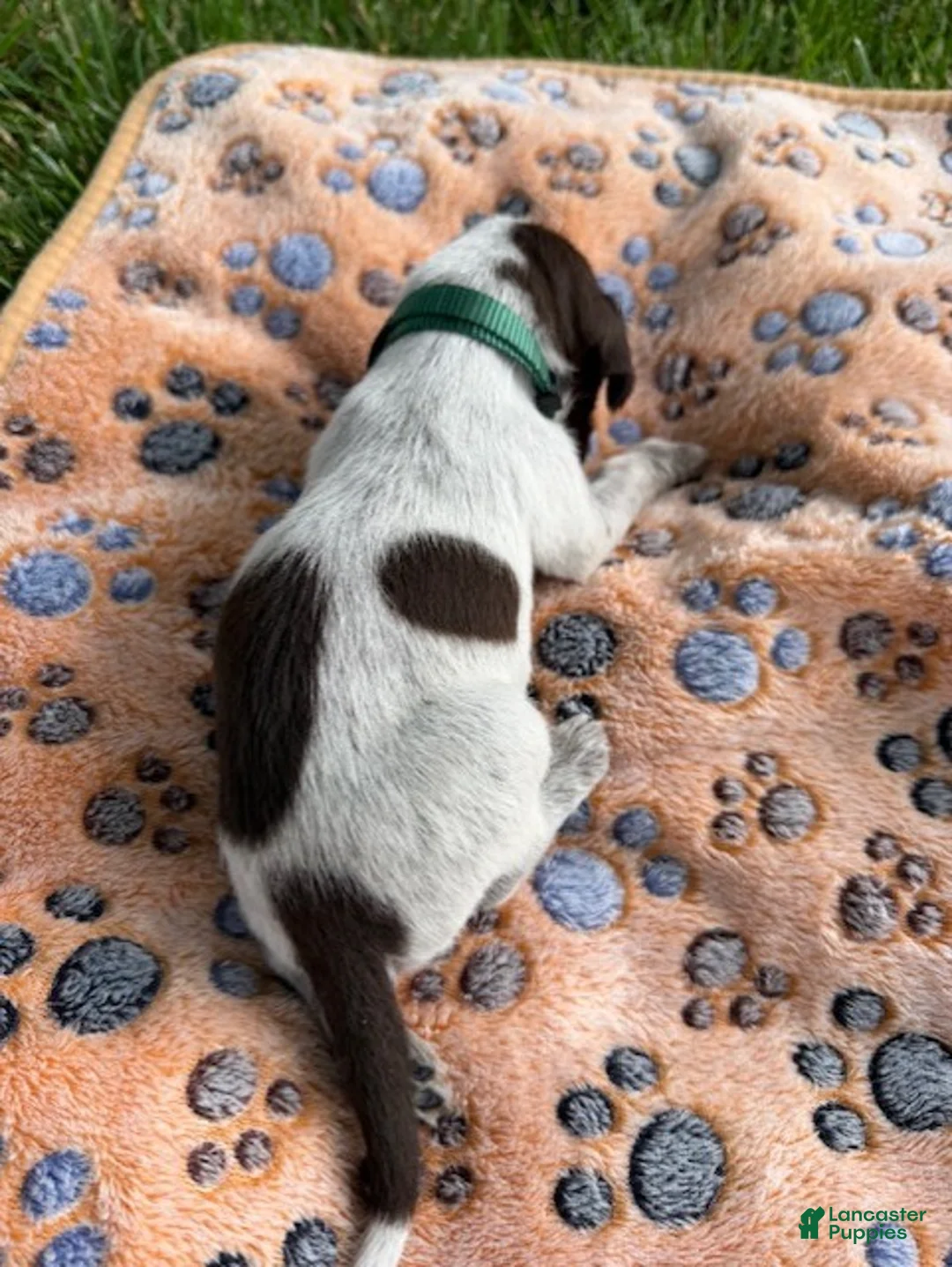 Wirehaired Pointing Griffon dogs for sale: Puppy 3 - Ad 2