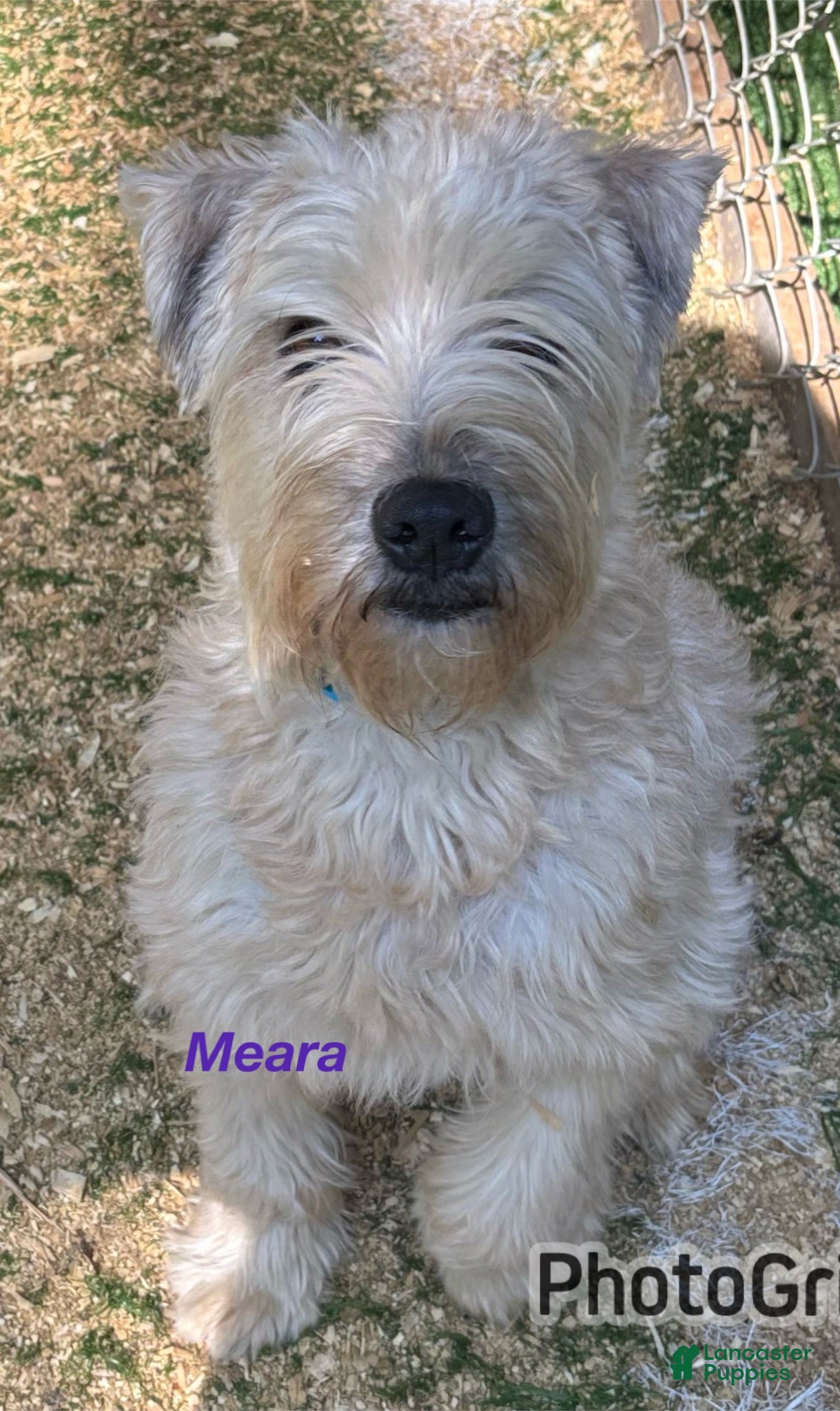 Soft Coated Wheaten Terrier dogs Miguel - Ad 2