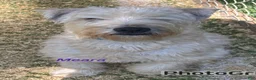 Soft Coated Wheaten Terrier dogs for sale: Miguel - Ad 2