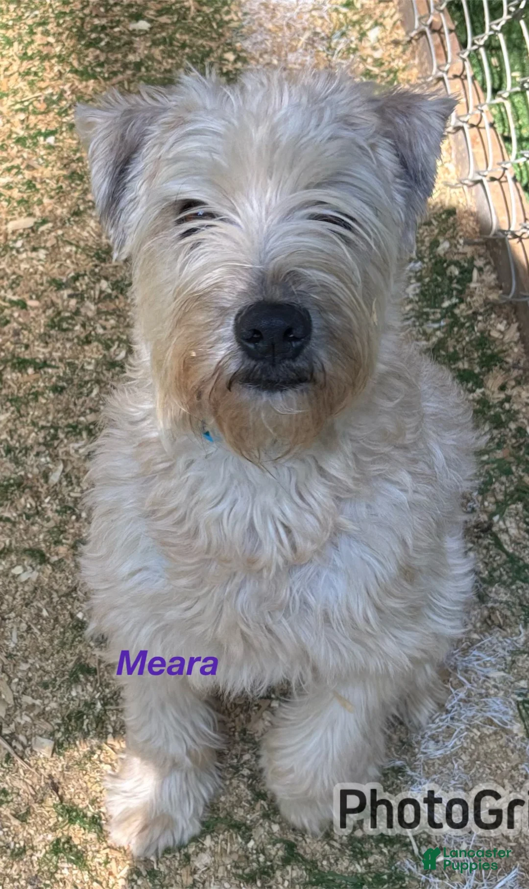 Soft Coated Wheaten Terrier dogs for sale: Miguel - Ad 2