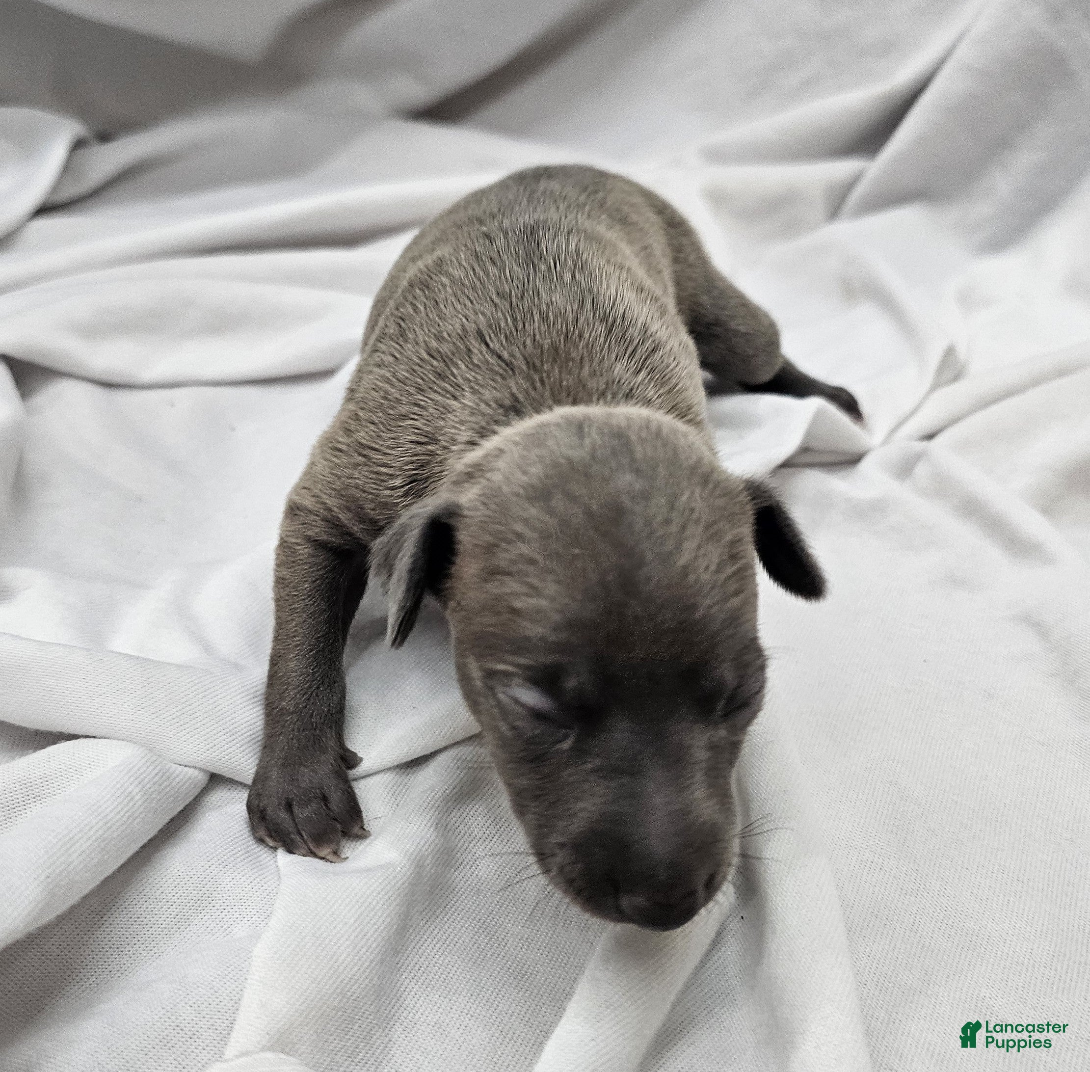 Italian Greyhound dogs Light Blue Female - Ad 1
