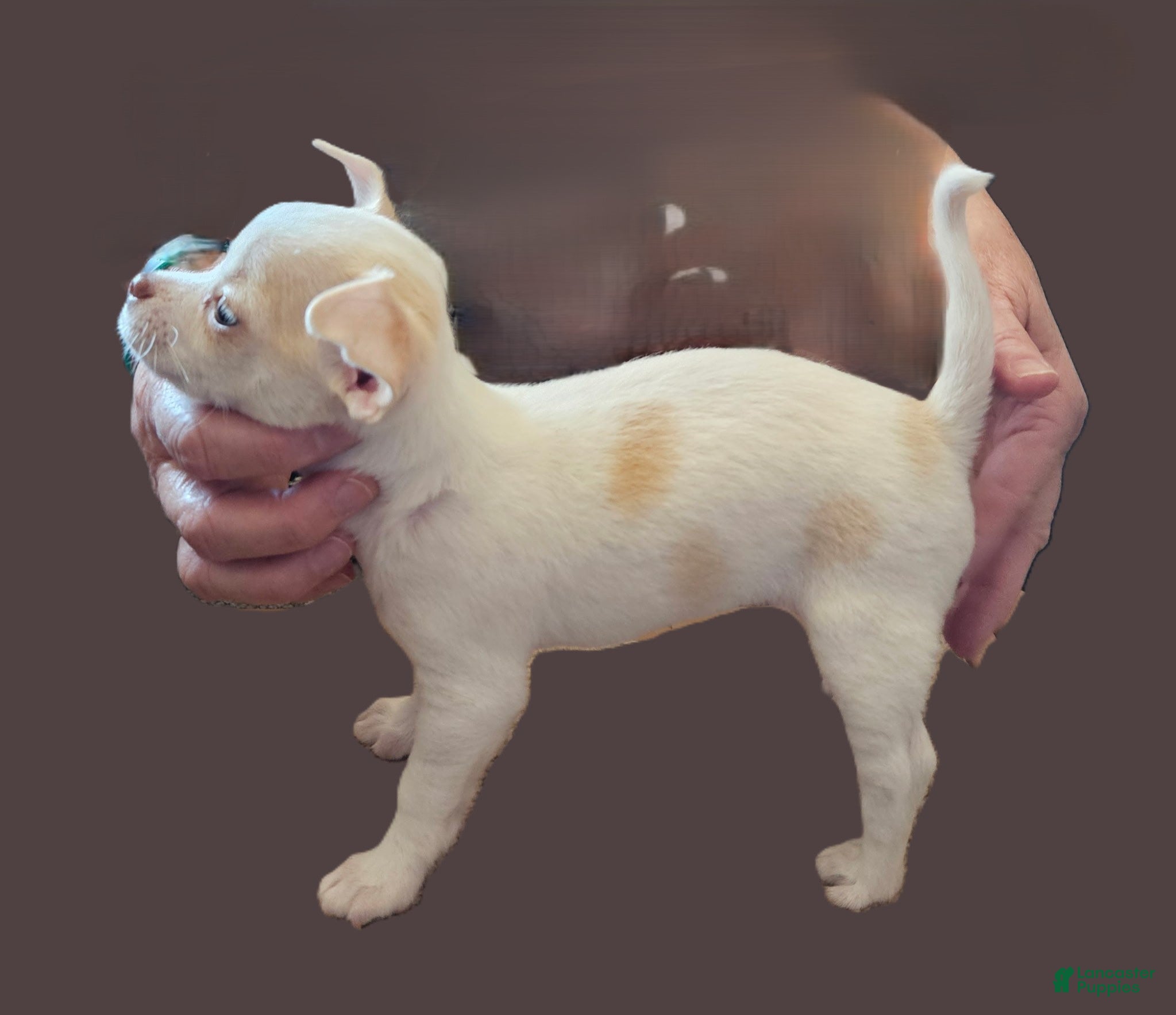 Chihuahua dogs Snow White Full AKC SC - Ad 1