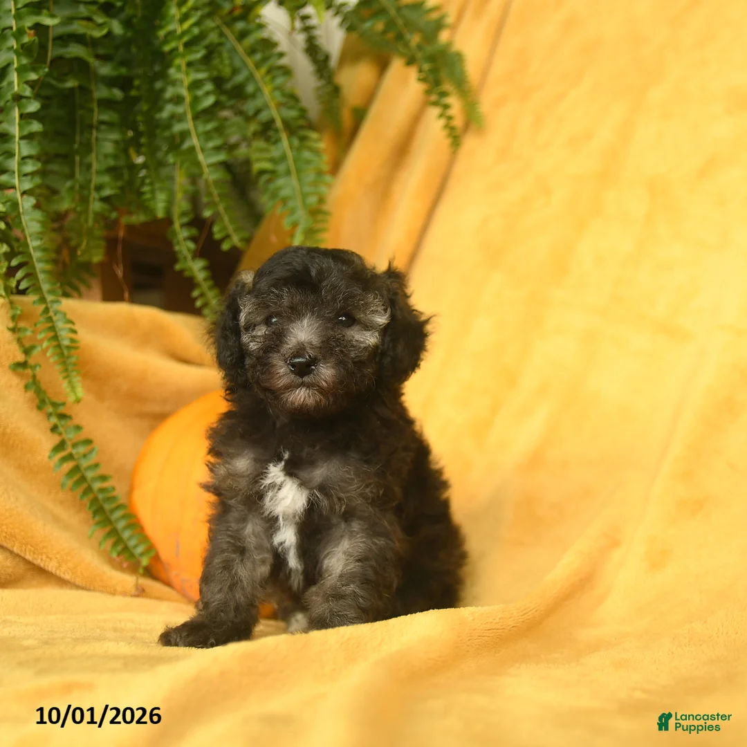 Toy Poodle dogs for sale: Teacup - Ad 1
