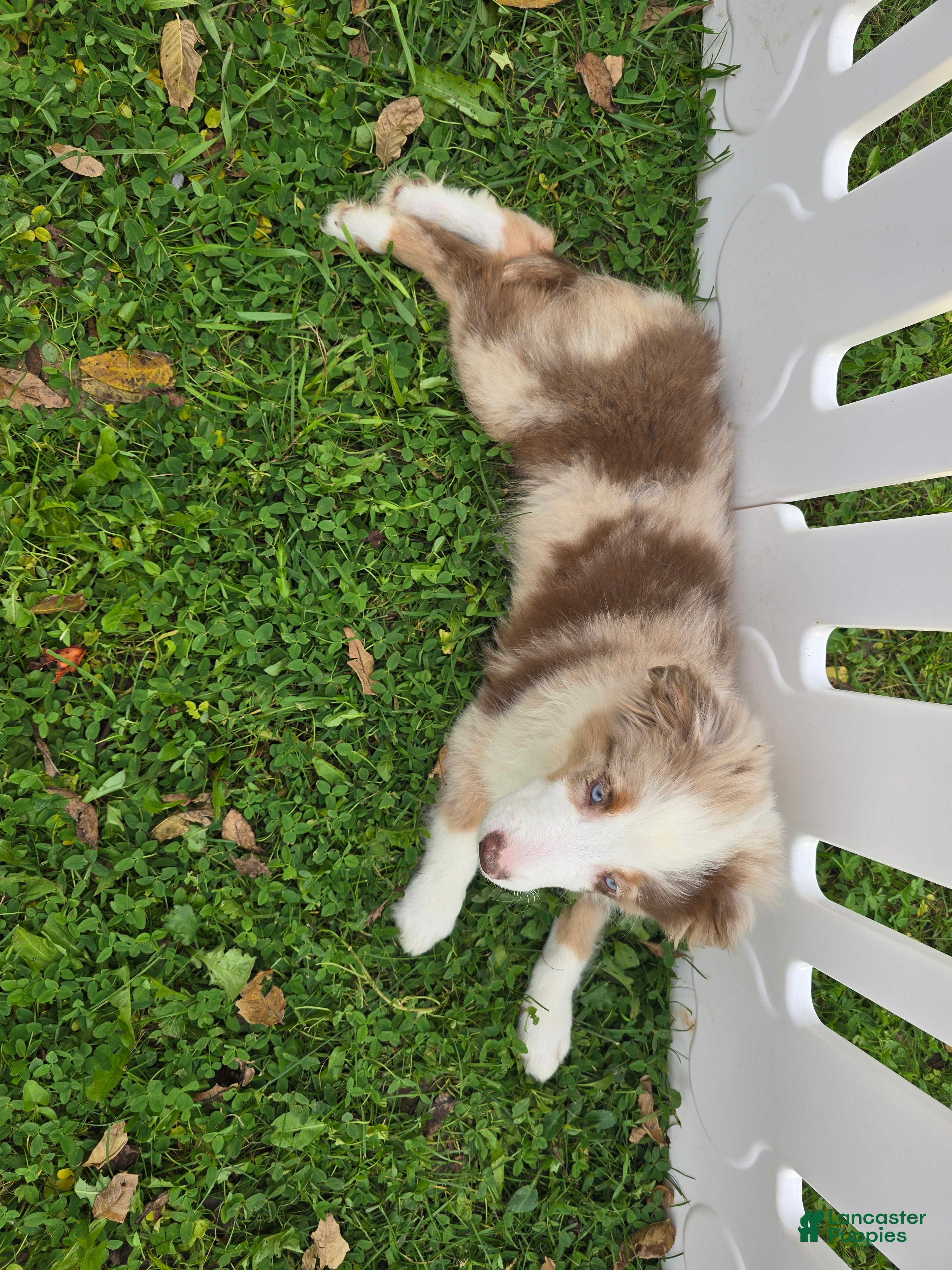Toy Australian Shepherd dogs for sale: Boy 2 - Ad 2