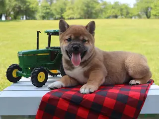 Shiba Inu dogs for sale: Blayne - Ad 2