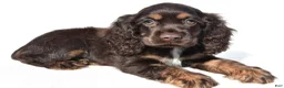 Cocker Spaniel dogs for sale: Captain - Ad 5