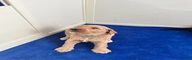Goldendoodle 2
