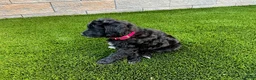 Sheltiedoodle dogs for sale: Mya - Ad 2