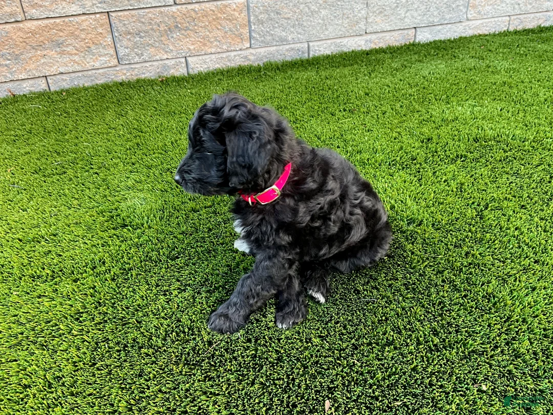 Sheltiedoodle dogs for sale: Mya - Ad 2