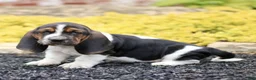 Basset Hound dogs for sale: Lennox  - Ad 3