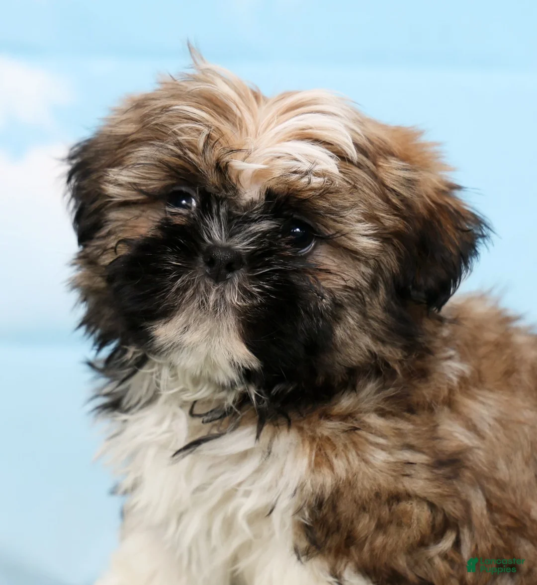 Shih Tzu dogs for sale: Sage - Ad 6