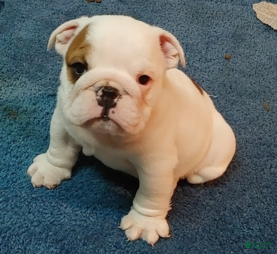 English Bulldog dogs for sale: Gabe - Ad 7