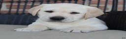 Labrador Retriever dogs for sale: Duke - Ad 5