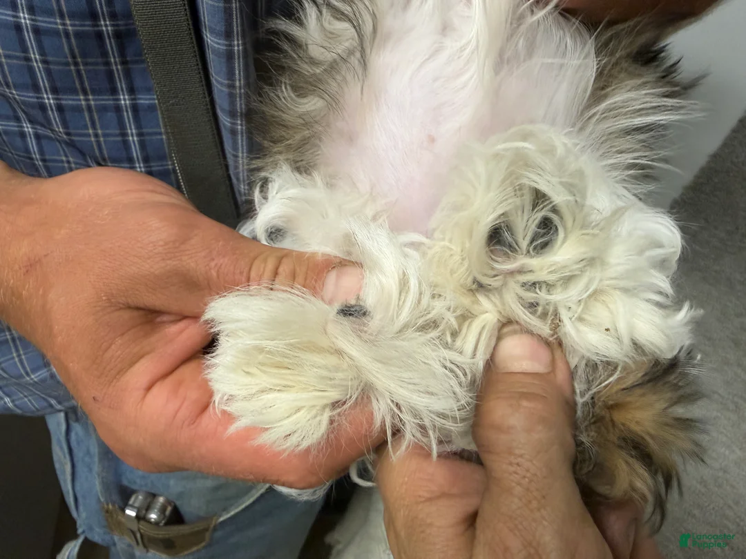 Shih Tzu dogs for sale: April - Ad 4