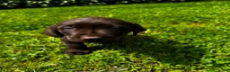 Labrador Retriever dogs for sale: Pascal - Ad 10