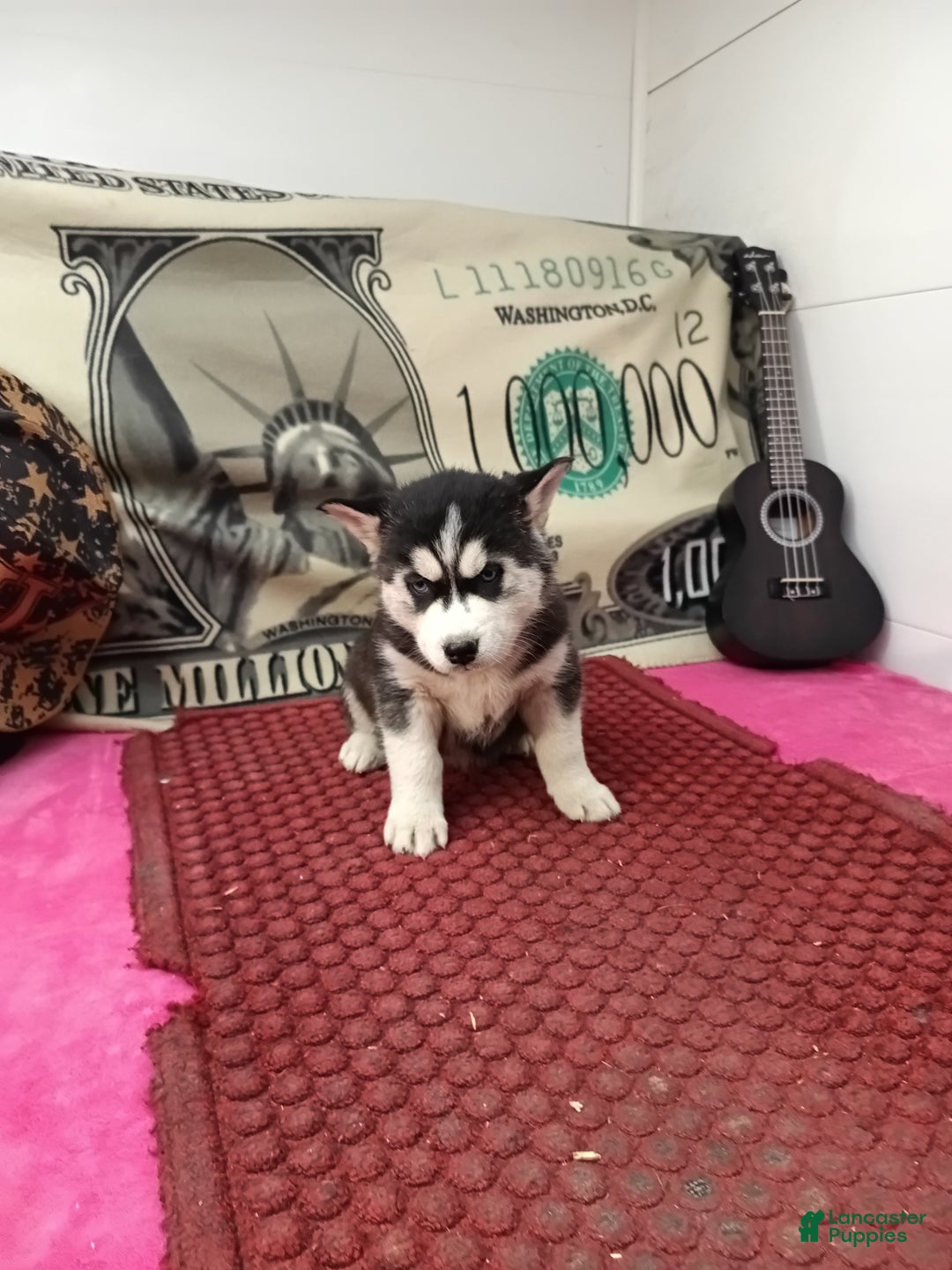 Siberian Husky dogs for sale: Anne - Ad 6