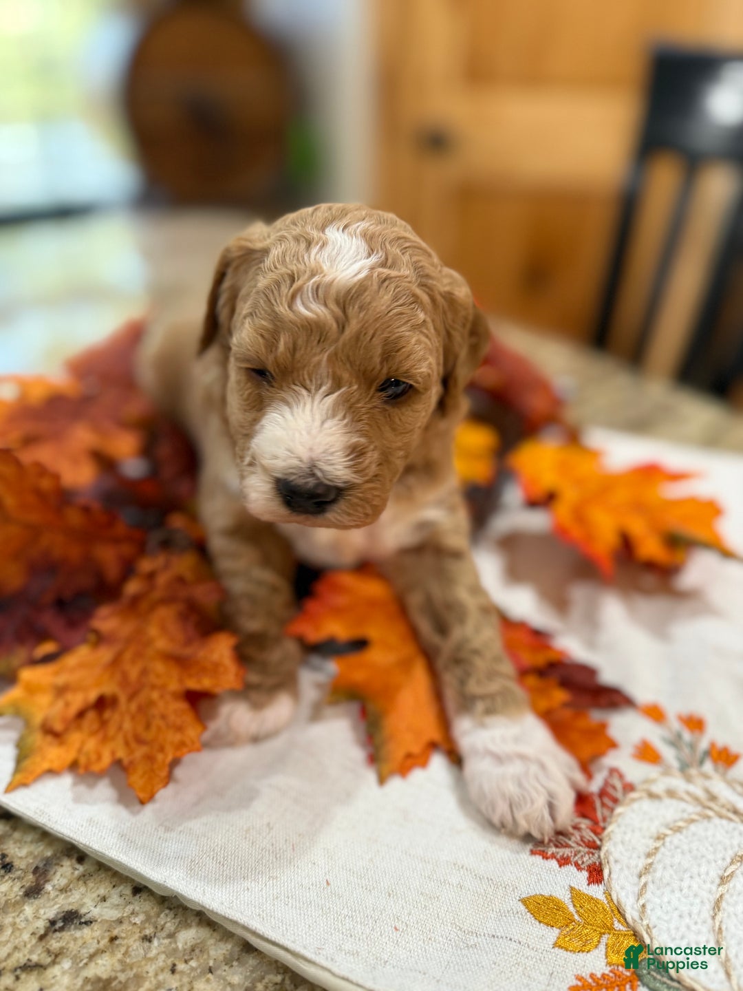 Mini Goldendoodle dogs for sale: Mini Goldendoodle Puppy 3 - Ad 4