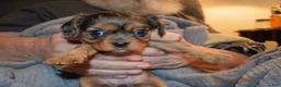 Cavalier King Charles Spaniel dogs for sale: Cavalier King Charles Spaniel Puppy 5- Jesse - Ad 8