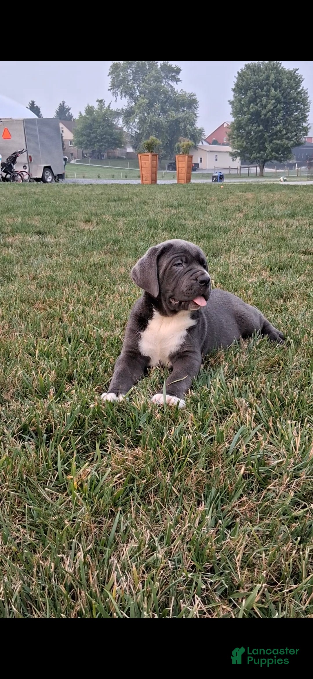 Cane Corso dogs Champ - Ad 1