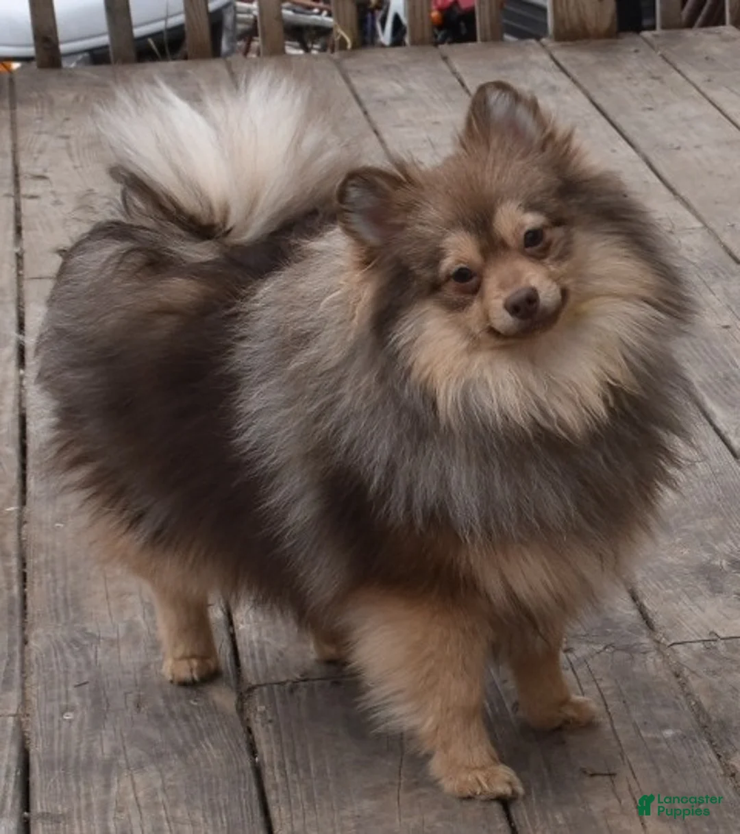 Pomeranian dogs for sale: Croissant - Ad 13