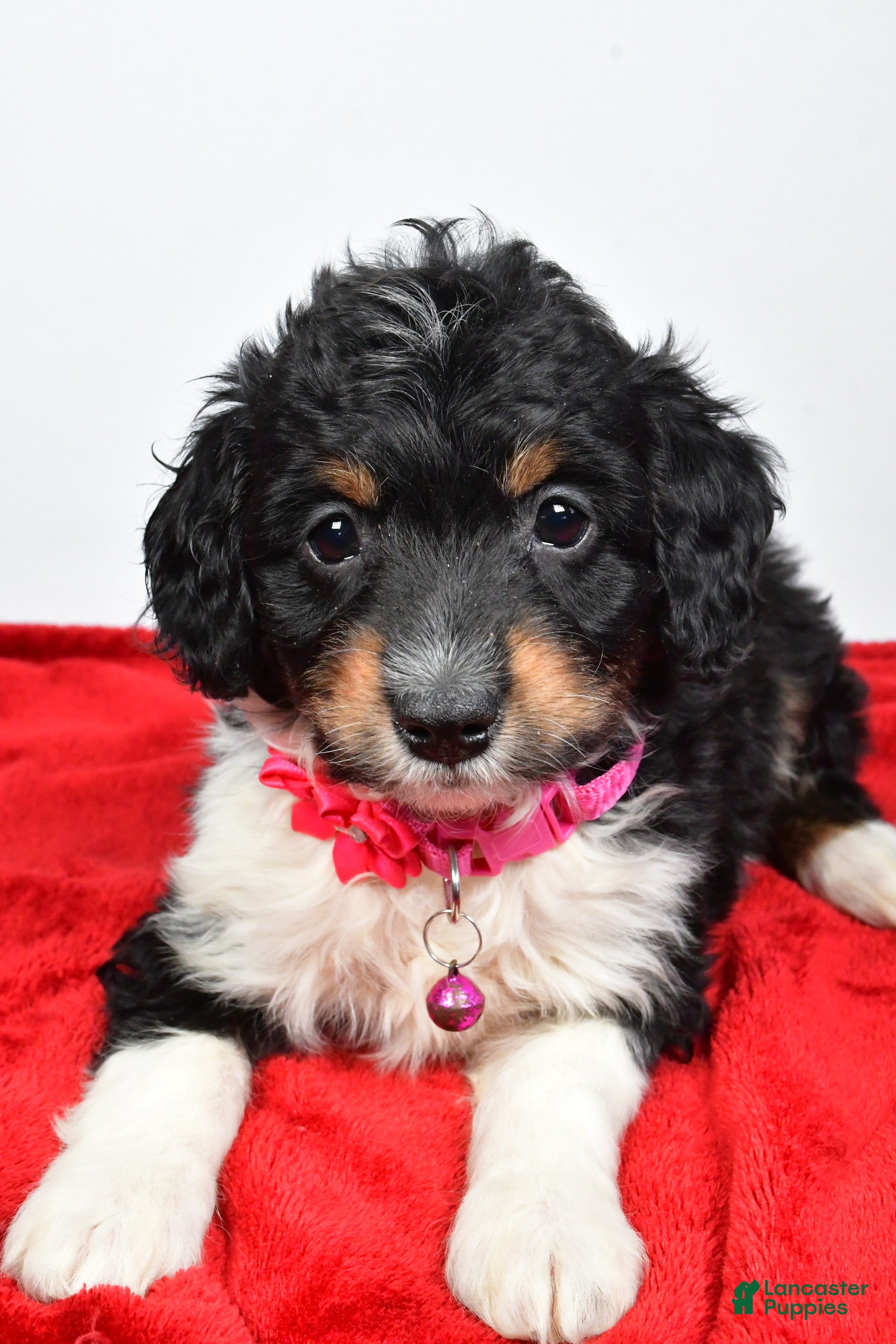 Mini Aussiedoodle dogs Giggles  - Ad 2