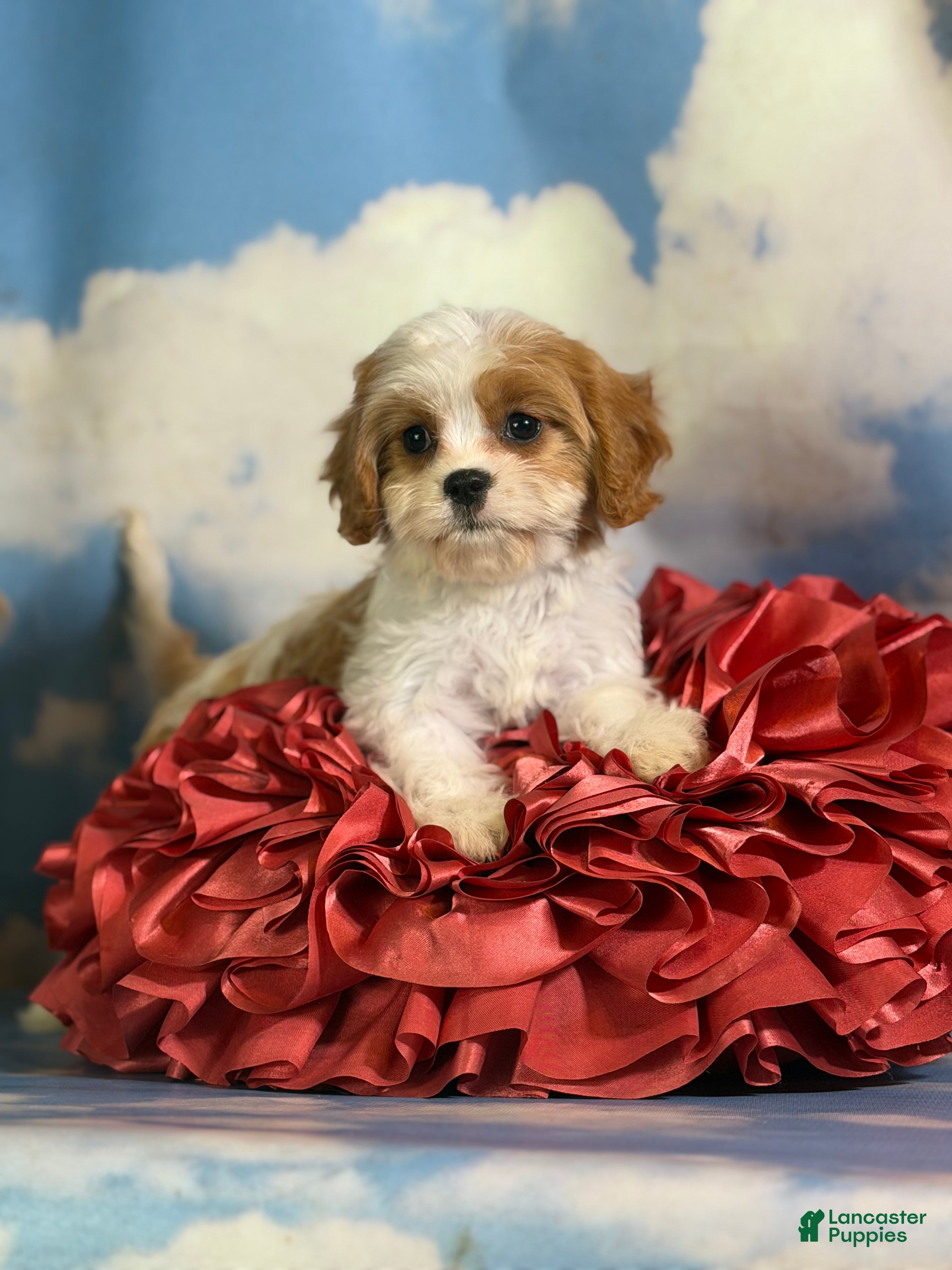 Cavapoo dogs for sale: Cinnamon  - Ad 3