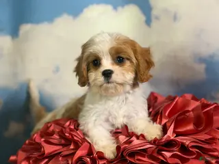Cavapoo dogs for sale: Cinnamon - Ad 3