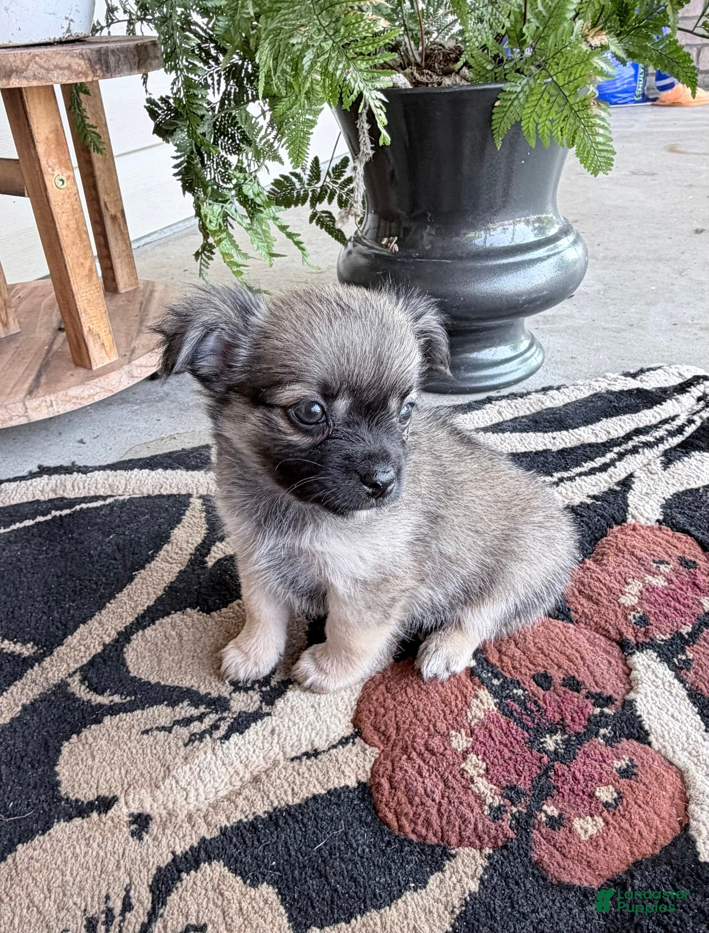 Chihuahua dogs Lance - Ad 2