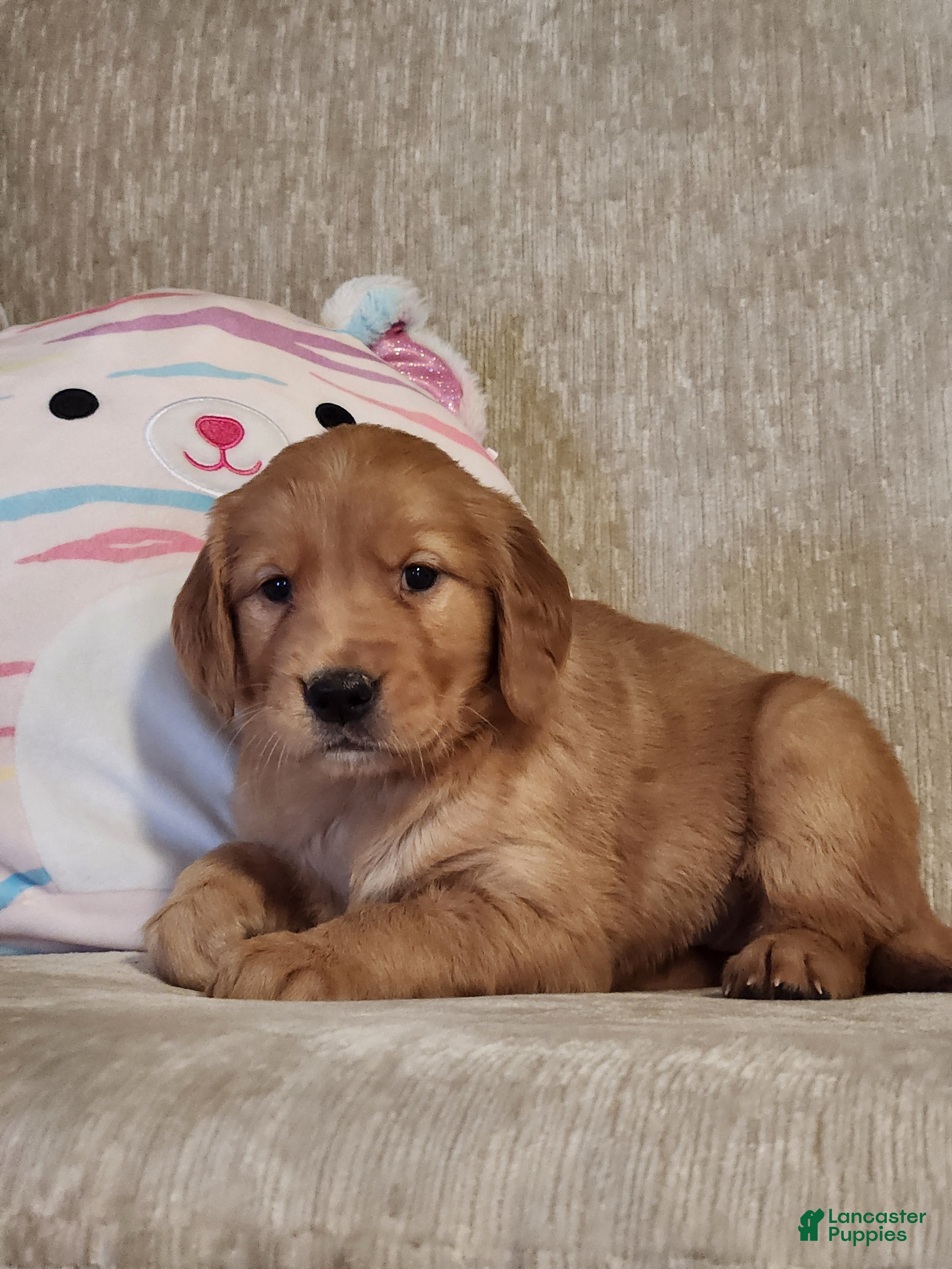 Golden Retriever dogs Chloe - Ad 28