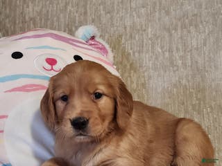 Golden Retriever dogs Chloe - Ad 26
