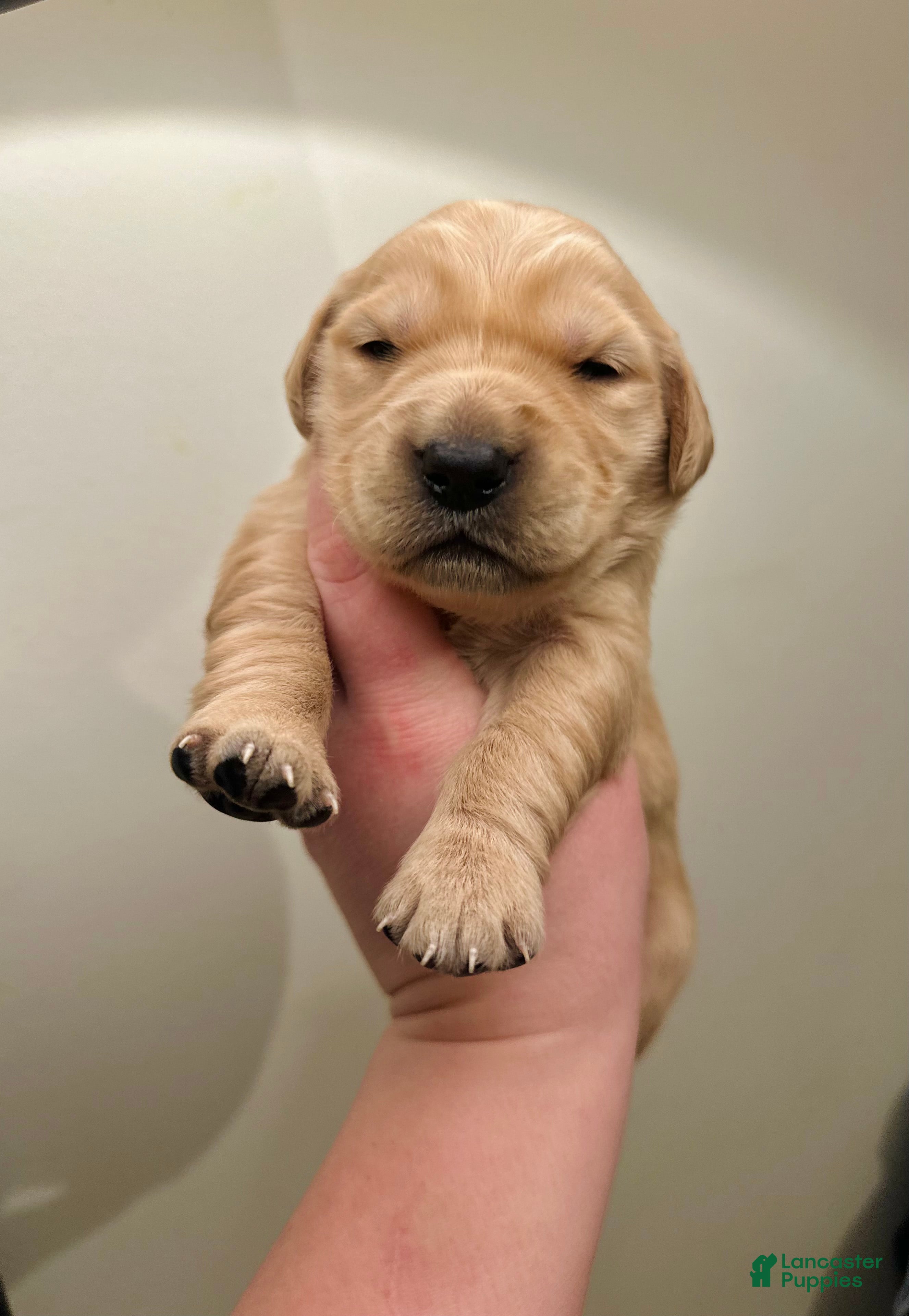 Golden Retriever dogs The Charlie Brown girls - Ad 37