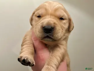 Golden Retriever dogs The Charlie Brown girls - Ad 37