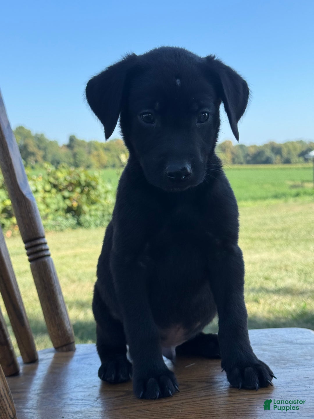 Labrador Retriever dogs for sale: Denver - Ad 6